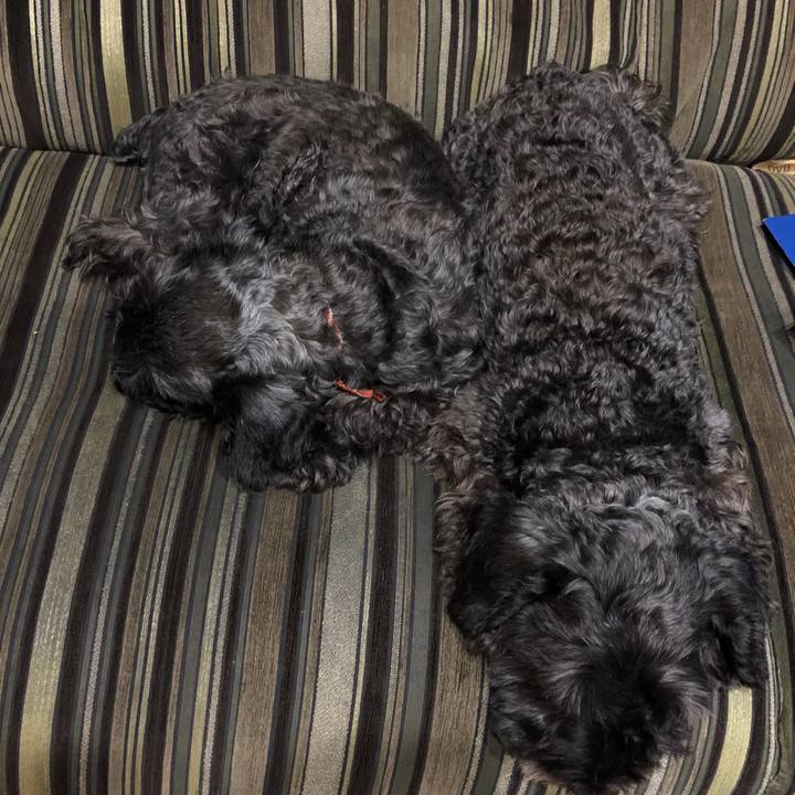 A8e8e438 b03e 4248 913b d8db2da2e014 1572965201460