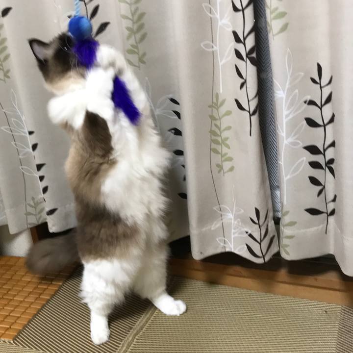 A8e9c6ef e8da 4d5e b7df fcc99c4d03bf 1519308529721