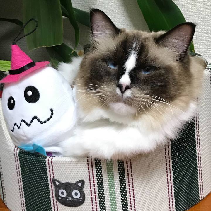 A8ea43d6 4c3e 4bb9 af16 142cd3cc43f0 1509354229510