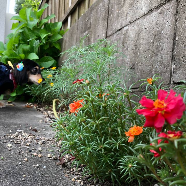 A8ec419a 7c56 43f1 bac0 f4236e129e5a 1596673437253