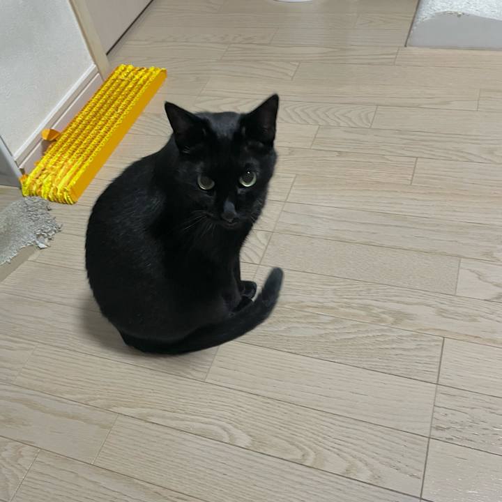 A8ed6a66 f419 452e a16a d9d344208909 1731158441222