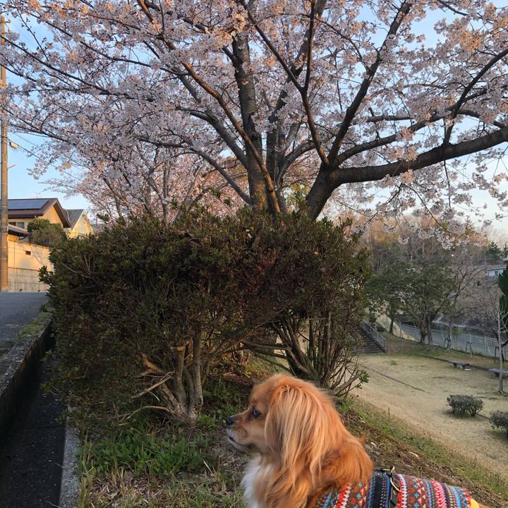 A8ef5321 1404 41b1 812a 191c731d4a33 1554412407497