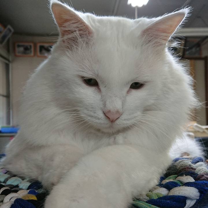 A8efe8fc 265d 4b40 9fd9 f7c2baf44fdb 1537310622085