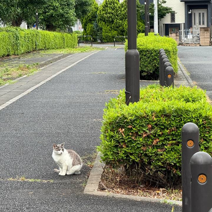 A8f2a38c 52e2 4e51 a9e1 34218f77629b 1748742591292