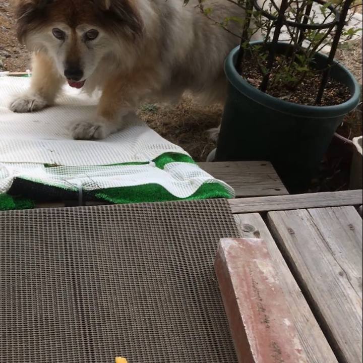 A8f612fc 1e99 46b4 ad59 1b0d852666f7 1588115540363