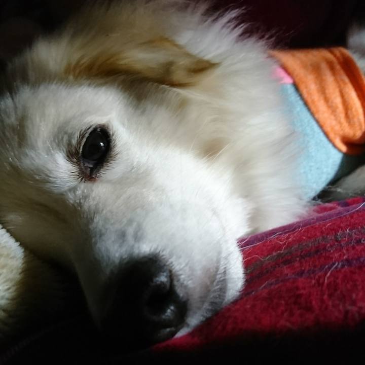 A8f675cd 48a6 4db9 95f7 4ea6b70efa1a 1515533358309