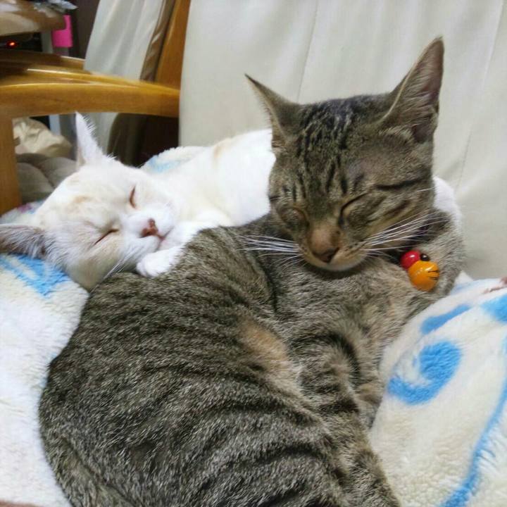 A8f77865 67c7 45c1 95cd 0f3b9467cc85 1508769626158