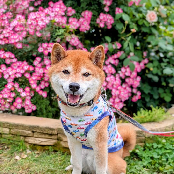 A8f8587d fd87 49fb b8c5 57f1309eaf49 1748497606451