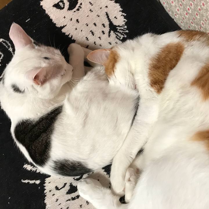 A8fa7ea1 f53d 45ee a1dc 68feae61e716 1531741146123