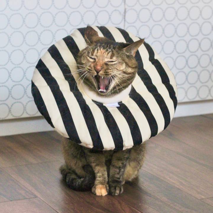 A8fb0dae 17fb 4143 ba88 141c37eaaab3 1620432520843