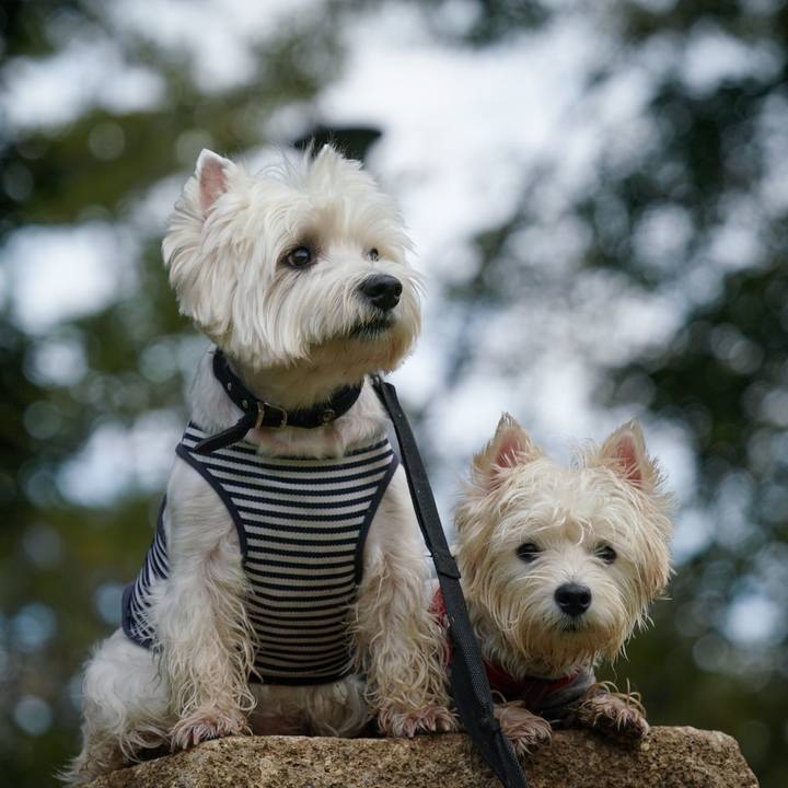 A8fc5ffd d33e 49a8 bc65 11c41fe8b528 1538561302579