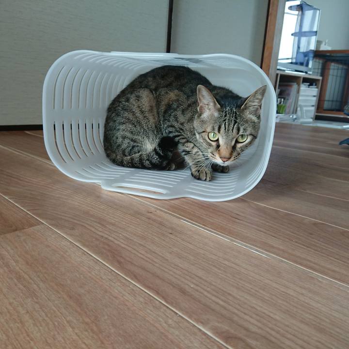 A8fd4868 c453 4058 95dc a2b0c6d1b72c 1527296077580