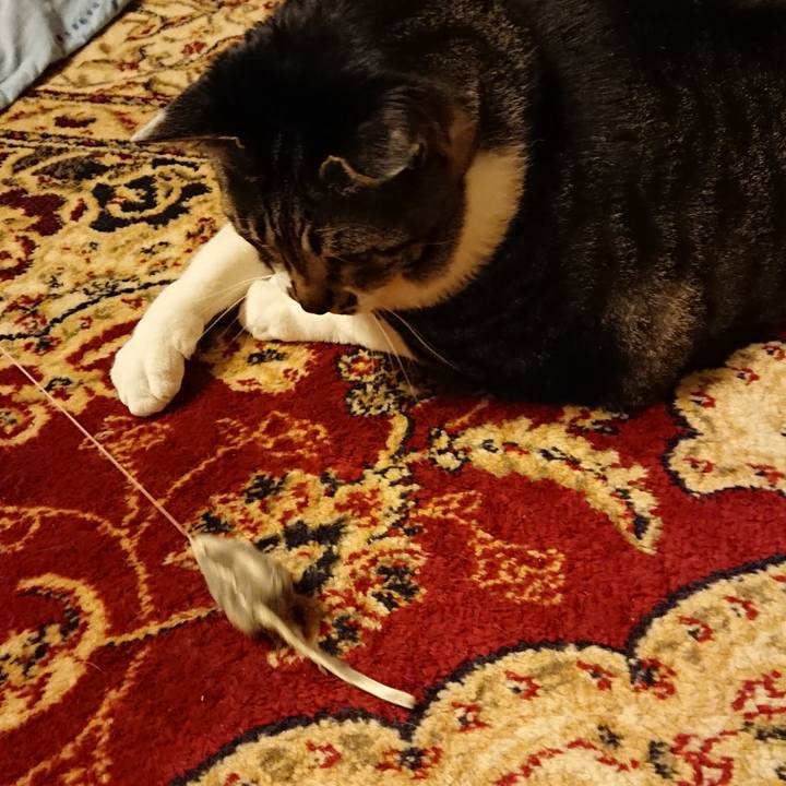 A8fd8b60 bee1 4b89 81f7 7e9f125fc800 1520600935750