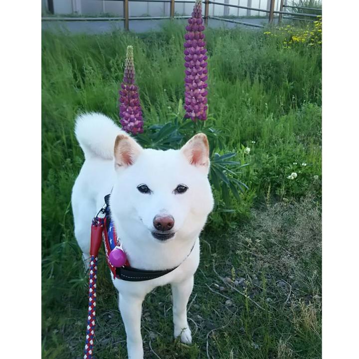 A8fe4267 0cb8 4e3b bd84 d2ed5c5e8427 1589362442044