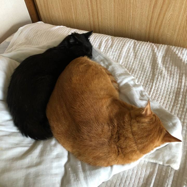 A9013cad 0c53 4a9e a855 890229c88a48 1599950032626