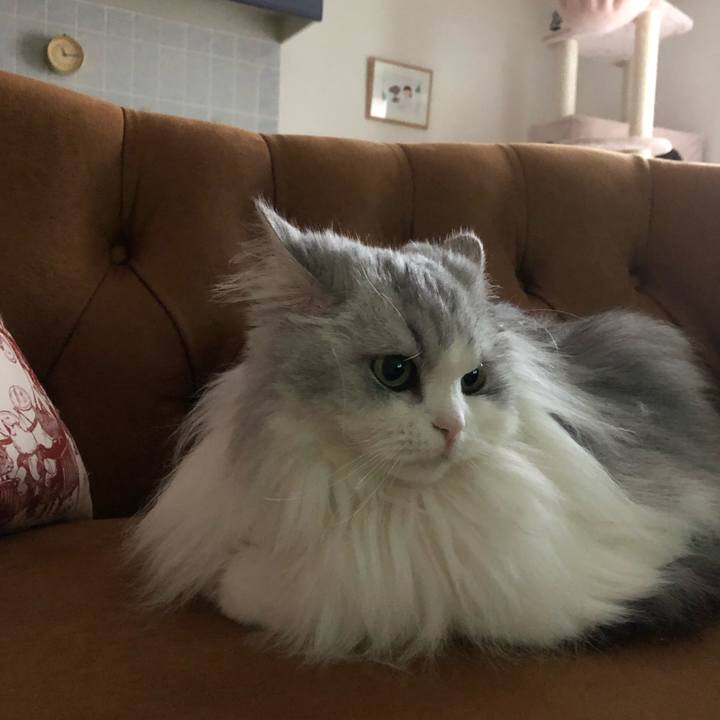 A9017e78 1aab 40c8 a678 1a1509483da8 1586843171679