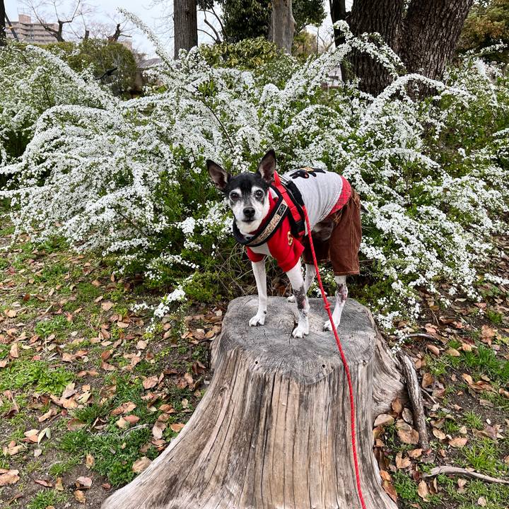 A901c3f2 7da2 40f5 b8af c1ac139d615f 1647832519614