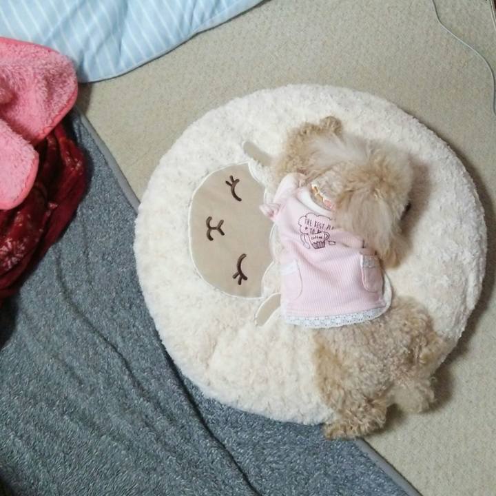 A901e54f b683 4f9d b656 51dd0933e6ef 1516192819422