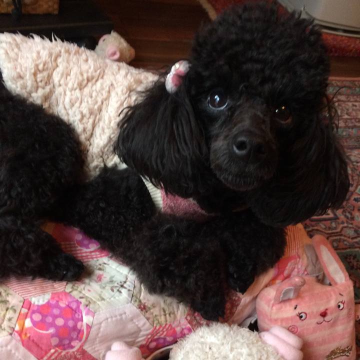 A905018f 7e7b 4ece 8e82 de78e7376143 1544061775056