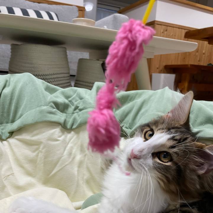 A9066158 d14e 4de1 ba93 67113f604ac2 1635196458561