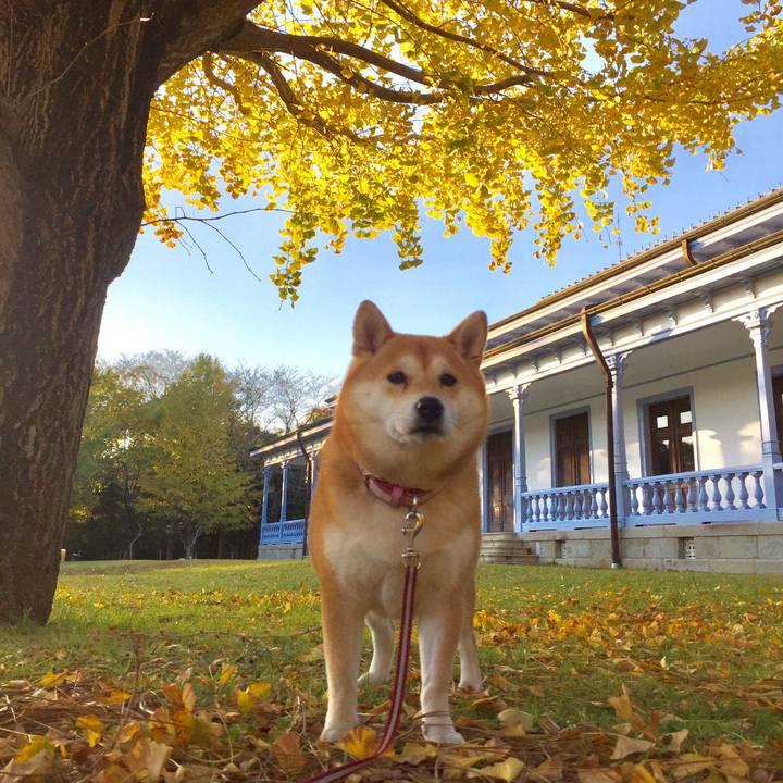 A909c2a6 a2e8 4089 89e9 20ddf5b0456c 1512099245169