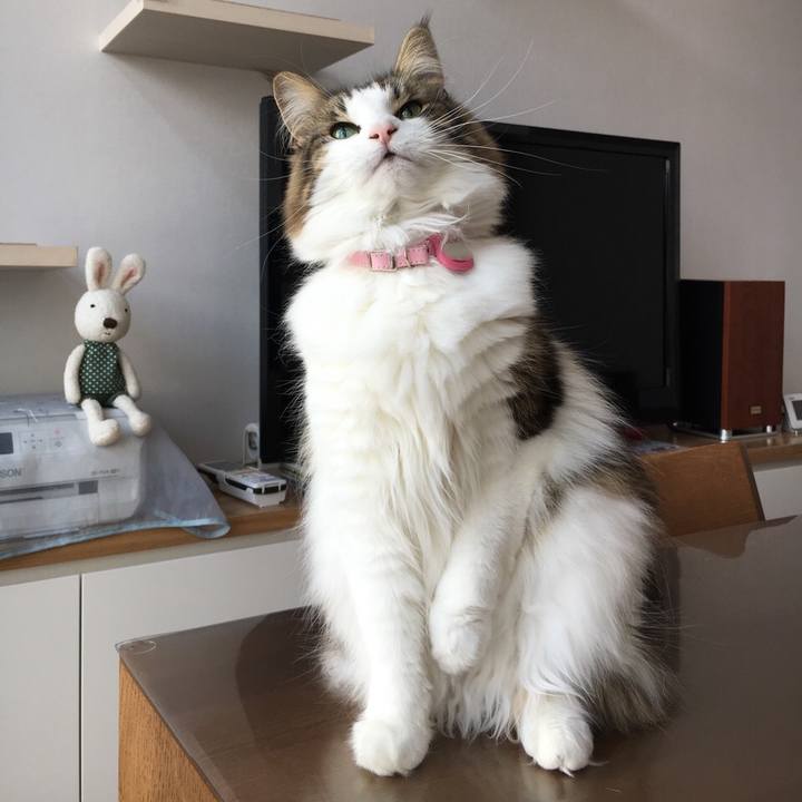 A90d5d4a 9ea4 40a2 9dea e10fbae71041 1517843461868