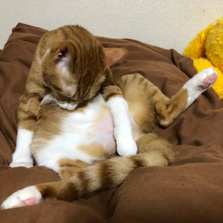 A90e1254 44dd 4ab6 a772 3b484c26ad4e 1561516763603