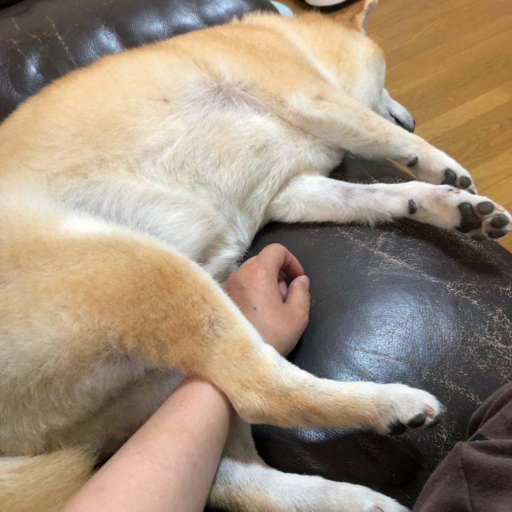 A90f9c9d 434b 4ada 9394 16202a682292 1557756419905