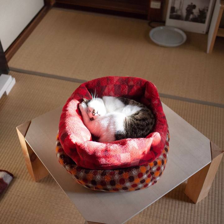 A910b52e d576 4820 9be0 b185acb8f1ec 1576305159634