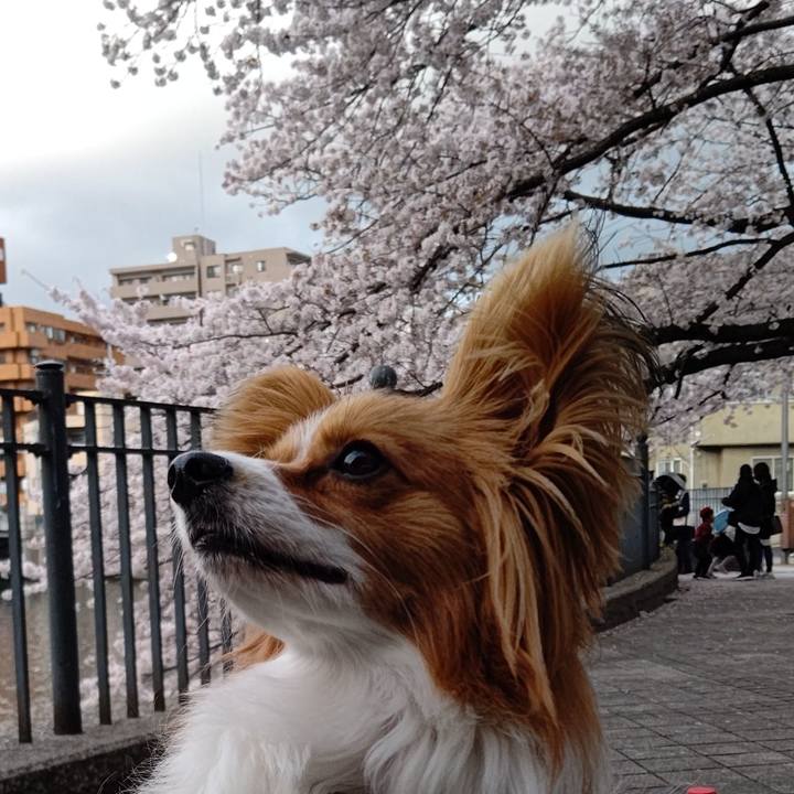 A910e2dd 5545 4452 abfa 08ec4cb46d68 1649066122686