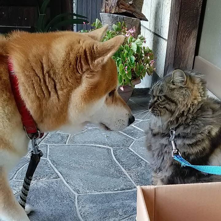 A9113060 19f3 4731 bc1c db2d9cbae001 1604360359467