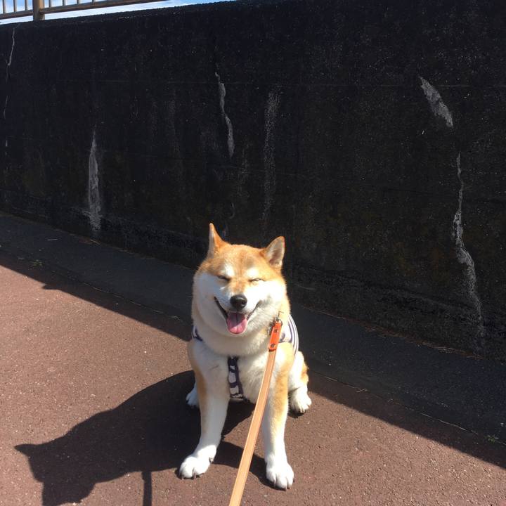 A915331a 2beb 4369 82d3 47033e5bcda8 1553143992082