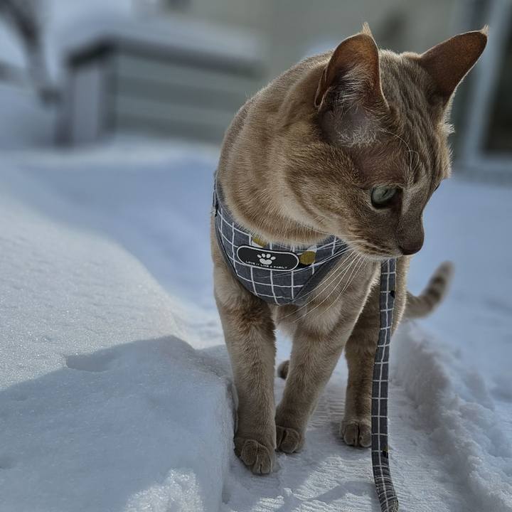 A91587d5 e774 428a b254 a5248fd03cdd 1707539557740