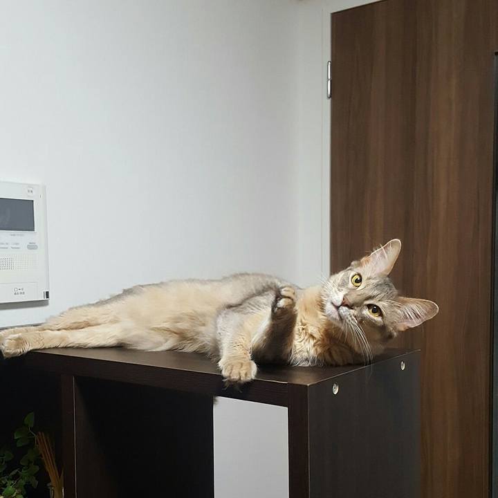 A918b63e c9dc 46d4 895d 4110f58d7cc1 1559658084217