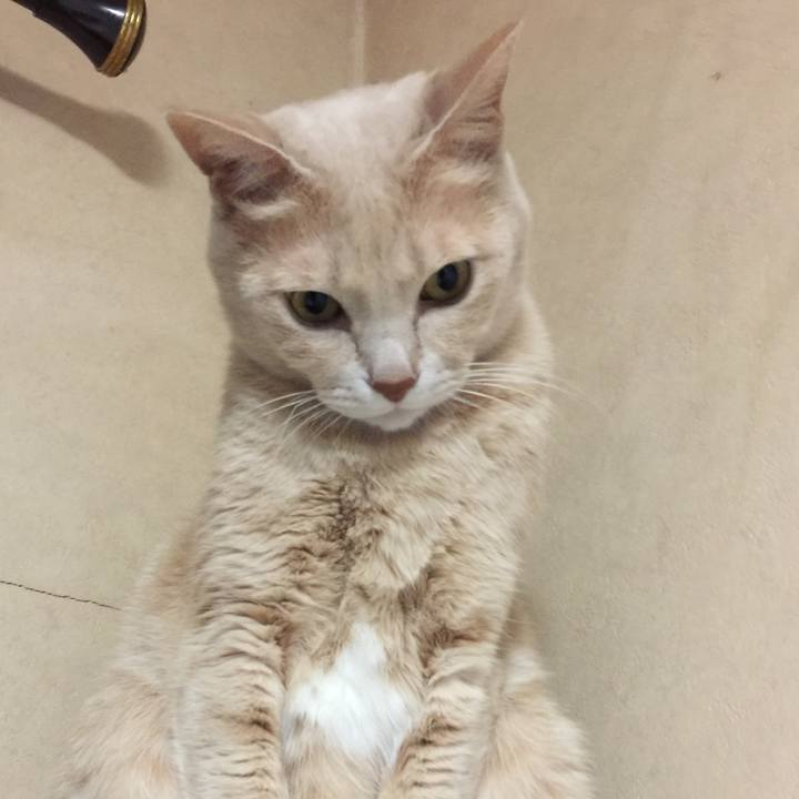 A91b00a2 3d31 4479 8ff8 eed277a04cea 1509103146146