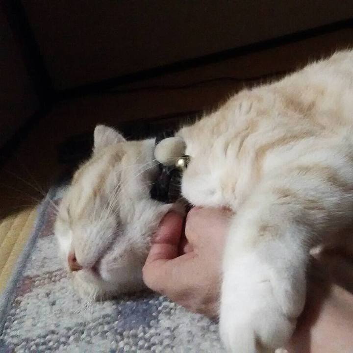 A91bbaaf 222e 431d aade 44a7a33991be 1511789179816