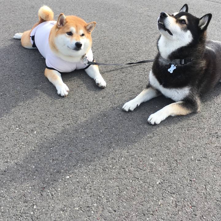 A91bf6d2 d247 422e bef4 46c1fd34a855 1539913998775