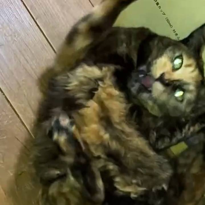 A91e5234 ea42 4bda a99e ea8d09a48a90 1742936667678