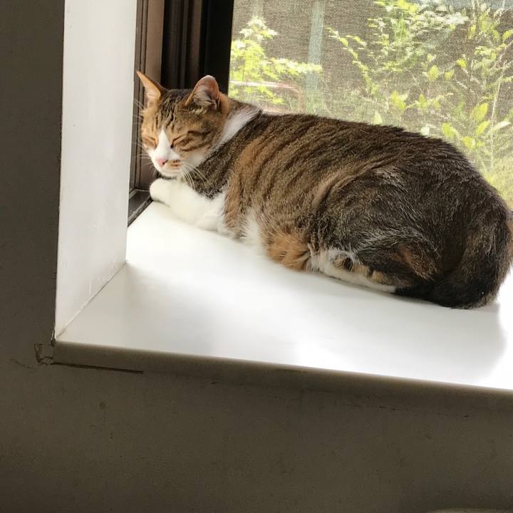 A9202b54 84a8 4ee9 a7a8 9c3fd9155972 1530780723838