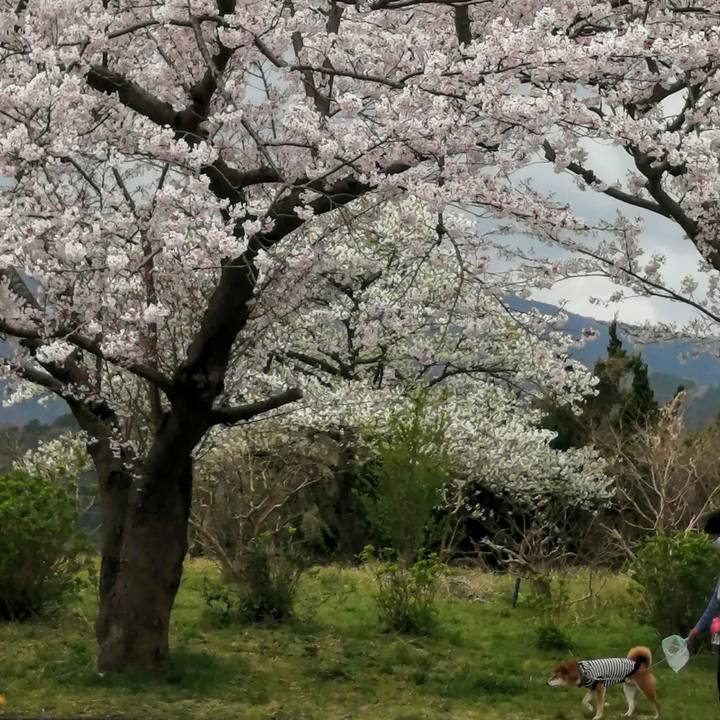 A920f807 56cd 45c3 8b38 f2958f934232 1616920660003