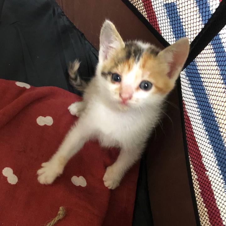 A922a756 4392 4303 a427 607cdb64ef2f 1619149804514