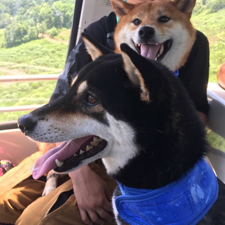 A928c607 183e 4470 9ed1 129c3226c3a8 1531648988567