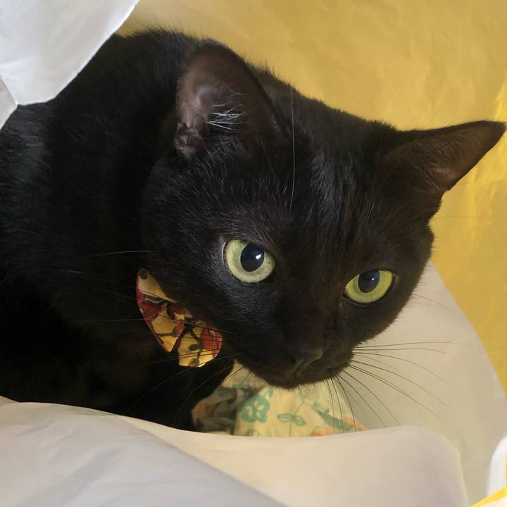 A929fb56 1074 45bc 8013 590ce9c31632 1603754467205