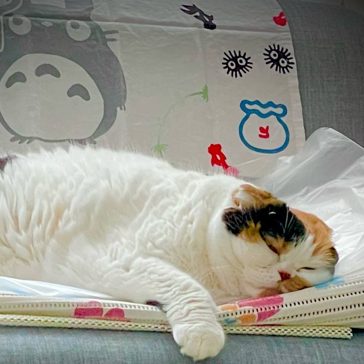 A92e84a6 bf87 40f3 87fe ccea3909b9f9 1657793626039