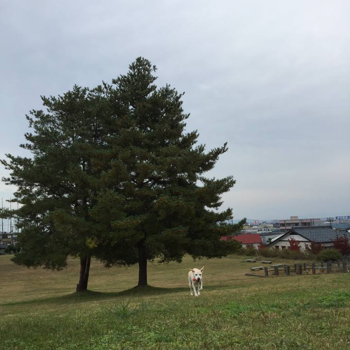 A92e947b 41db 4259 876d e43fee081456 1510104730594