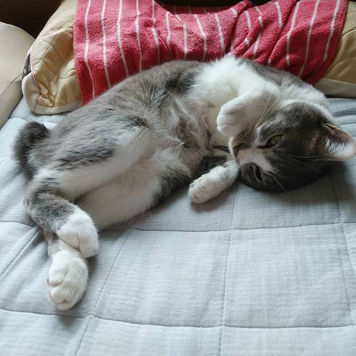 A92eef4d 2775 4684 9765 9d99aea6e829 1590114019399