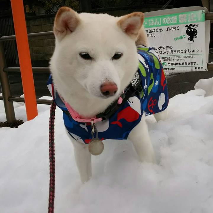 A930ef68 13dc 4bf1 b0e4 f94a78079f83 1516523651189