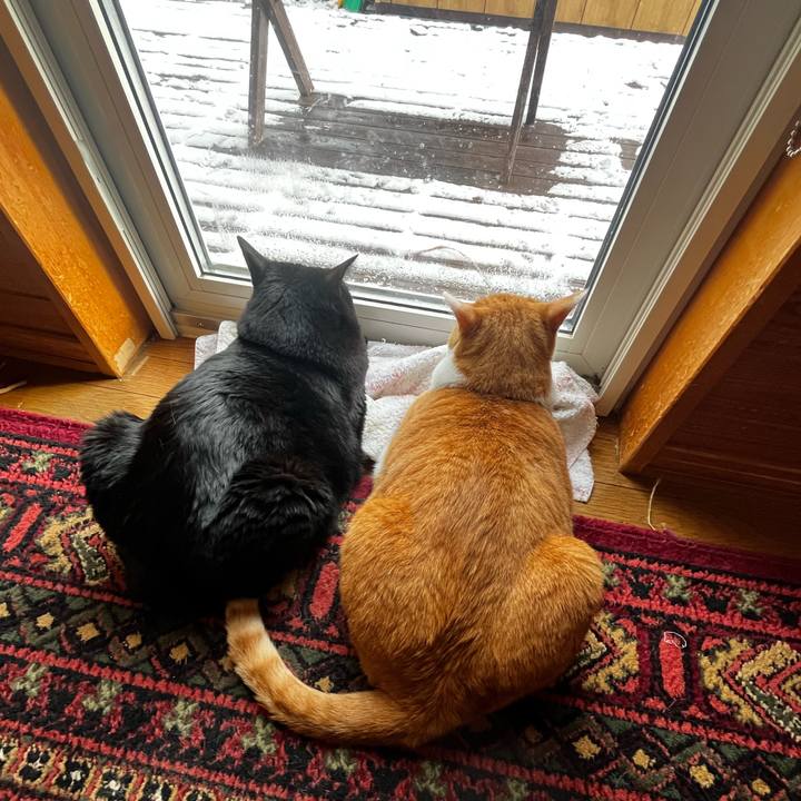 A93378cf ab68 4e63 956f 69d2c90c9f1d 1732420773666