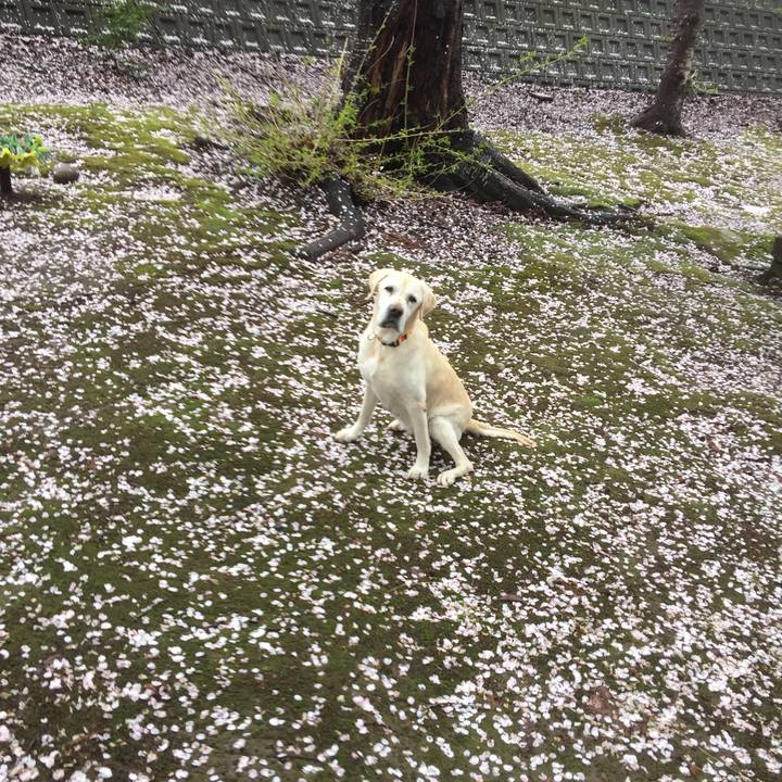 A9338f56 b529 401a 9e4f 8df3738cb4f4 1523772683933