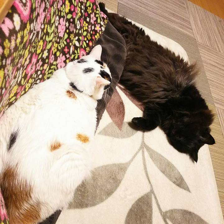 A934d248 dbdd 40f7 9bb2 8f0cdb7fb6e2 1548419800583